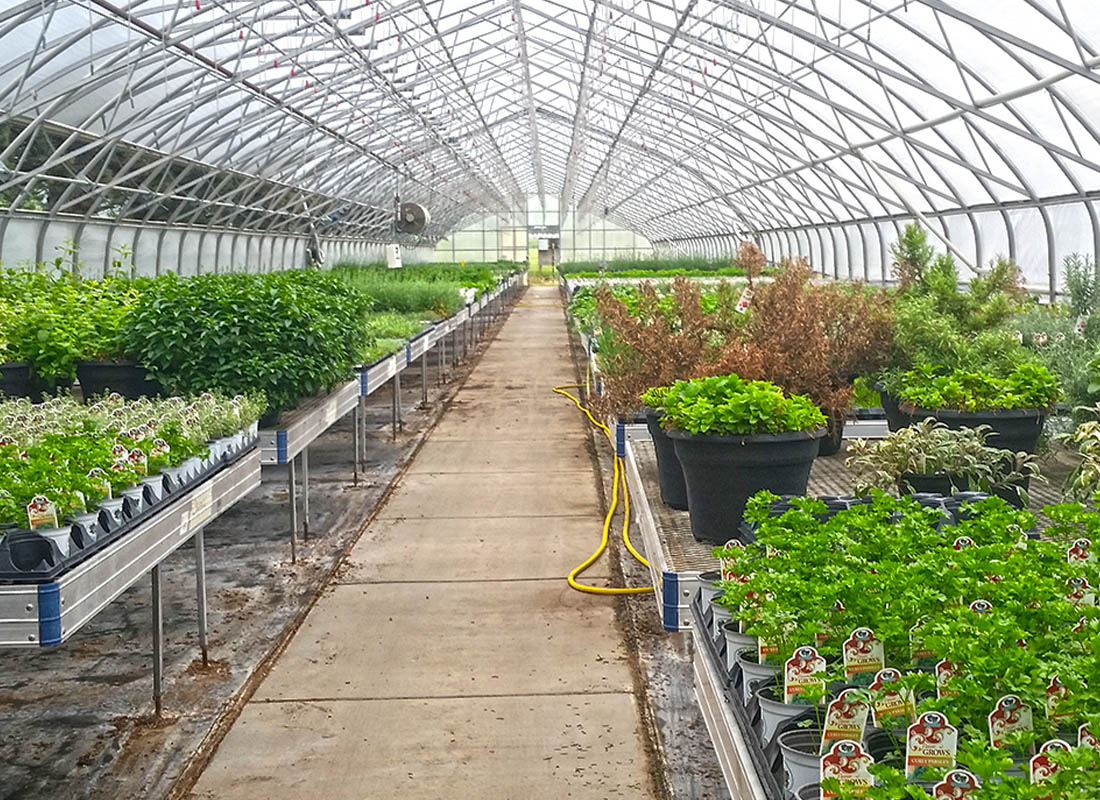 Agribusiness Insurance - Inside View of a Flourishing Greenhouse